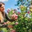 Add one natural item to your soil to have 'happier and healthier' roses