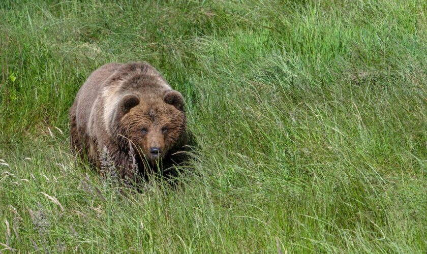 Trentino: Pilzsammler in Norditalien von Bär angegriffen