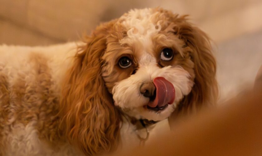 Votre chien a une excellente raison de vous lécher les pieds