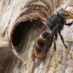 Bedrohung für Bienen: Genfer Forscher rüsten Hornissen mit Mini-Trackern aus – um die Nester zu finden