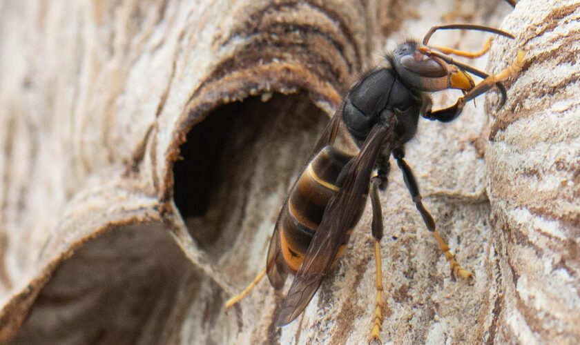 Bedrohung für Bienen: Genfer Forscher rüsten Hornissen mit Mini-Trackern aus – um die Nester zu finden