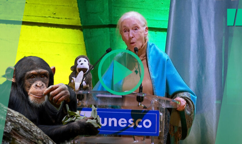 Jane Goodall s’adresse à l’Unesco en parlant chimpanzé et alerte sur l’urgence climatique