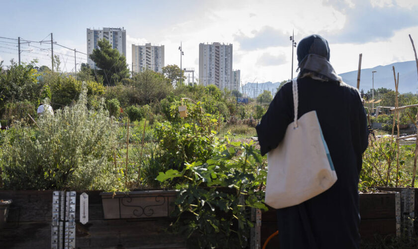 Ecologie populaire : à Marseille, la ferme urbaine du Talus veut «créer un lien» avec la cité d’Air-Bel