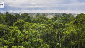 UN-Biodiversitätskonferenz: Will denn keiner die Natur retten?