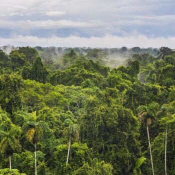 UN-Biodiversitätskonferenz: Will denn keiner die Natur retten?