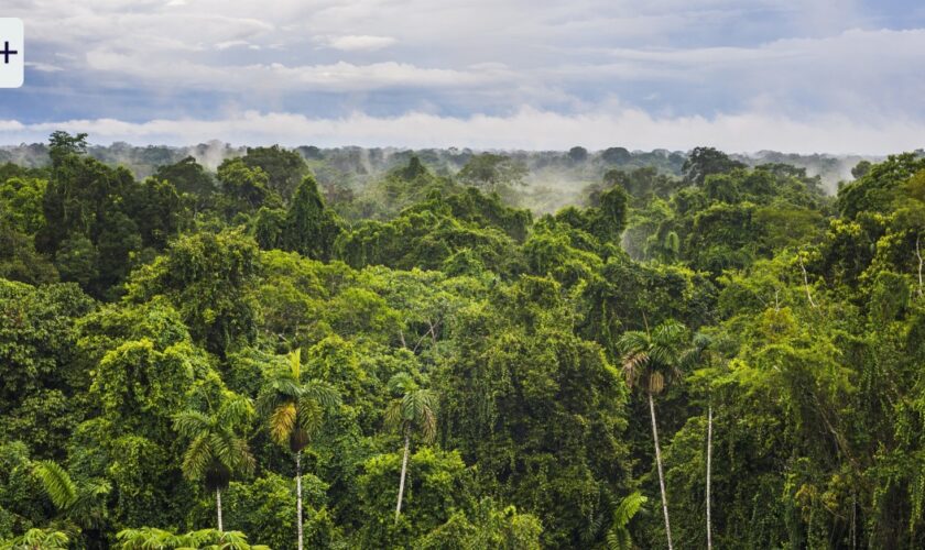 UN-Biodiversitätskonferenz: Will denn keiner die Natur retten?