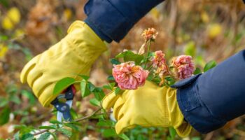 Which plants should I be pruning in autumn?