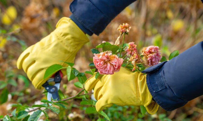 Which plants should I be pruning in autumn?