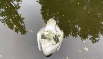 Bird flu fears after 25 swans mysteriously found floating dead in London canal