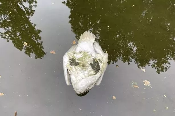 Bird flu fears after 25 swans mysteriously found floating dead in London canal