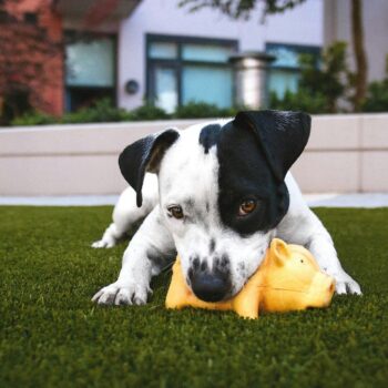 Un impôt sur les chiens? Quelle bonne idée!