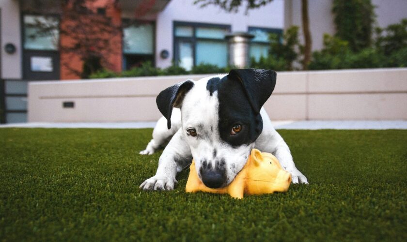 Un impôt sur les chiens? Quelle bonne idée!