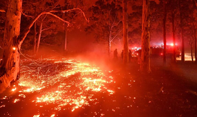 Studien zum Klimawandel: Klimawandel wird für Wälder und Menschen bedrohlicher