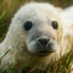 Vous êtes à deux doigts de pleurer devant la photo d'un chiot? C'est normal, voici pourquoi