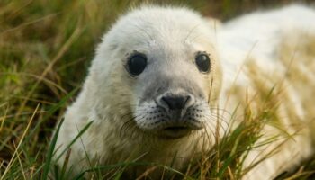 Vous êtes à deux doigts de pleurer devant la photo d'un chiot? C'est normal, voici pourquoi