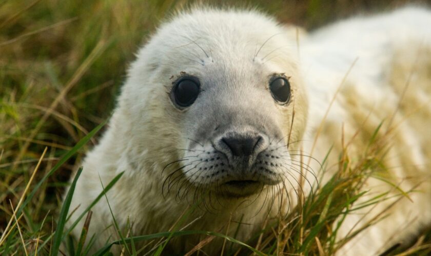 Vous êtes à deux doigts de pleurer devant la photo d'un chiot? C'est normal, voici pourquoi