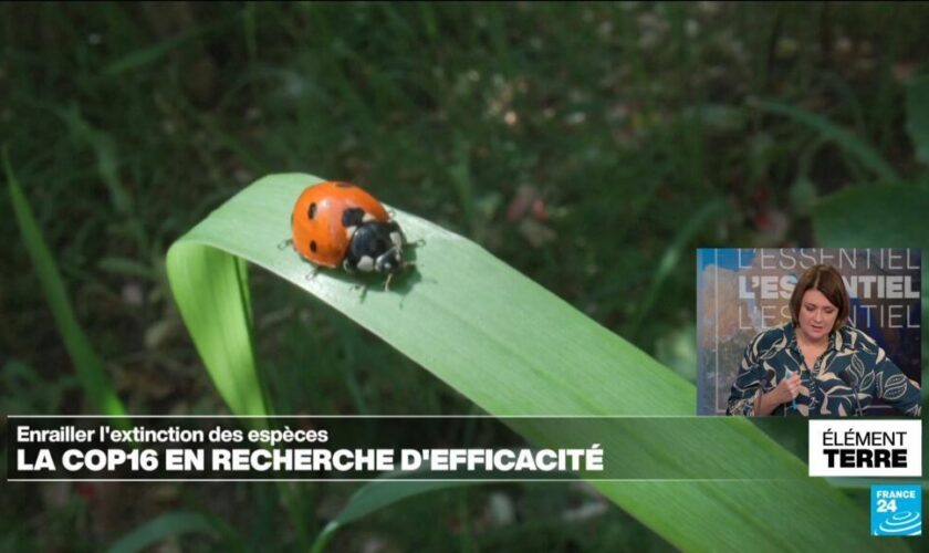 La COP16 en recherche d'efficacité pour enrailler l'effondrement de la biodiversité