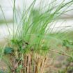 Potential health benefits of vetiver oil in aromatherapy, according to an expert