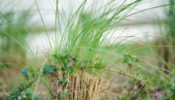 Potential health benefits of vetiver oil in aromatherapy, according to an expert