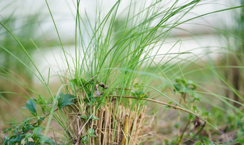 Potential health benefits of vetiver oil in aromatherapy, according to an expert