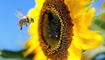 La pollinisation par les abeilles et autres insectes est indispensable à la survie de la majorité des plantes à fleurs