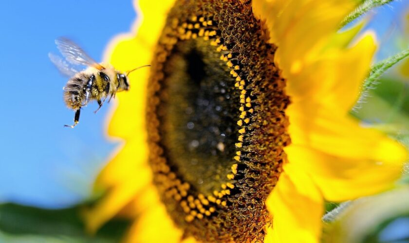 La pollinisation par les abeilles et autres insectes est indispensable à la survie de la majorité des plantes à fleurs