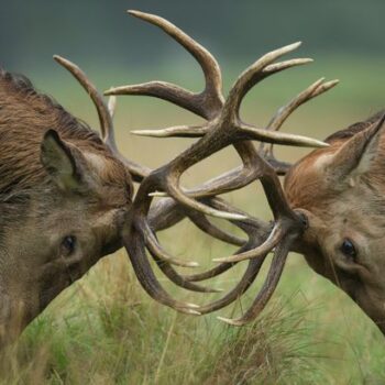 Woman rushed to hospital after getting 'trapped' between two fighting stags