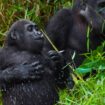 Les grands singes de Centrafrique «votent» avant de se déplacer, révèle une étude