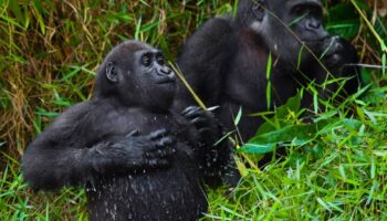 Les grands singes de Centrafrique «votent» avant de se déplacer, révèle une étude