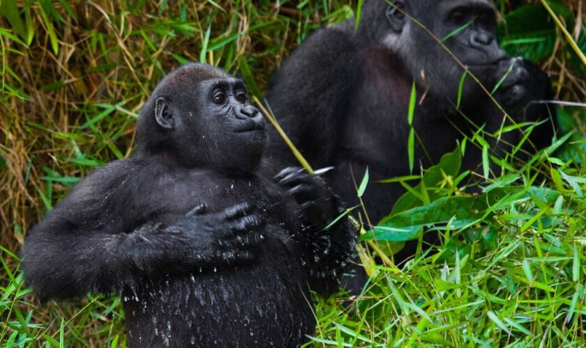 Les grands singes de Centrafrique «votent» avant de se déplacer, révèle une étude