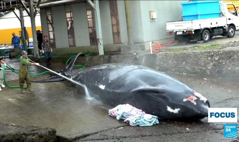 Japon : la chasse à la baleine, une tradition culinaire bien ancrée