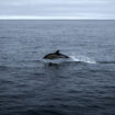 Dauphins : les captures mortelles dans le golfe de Gascogne ont baissé de 75 % lors du mois sans pêche