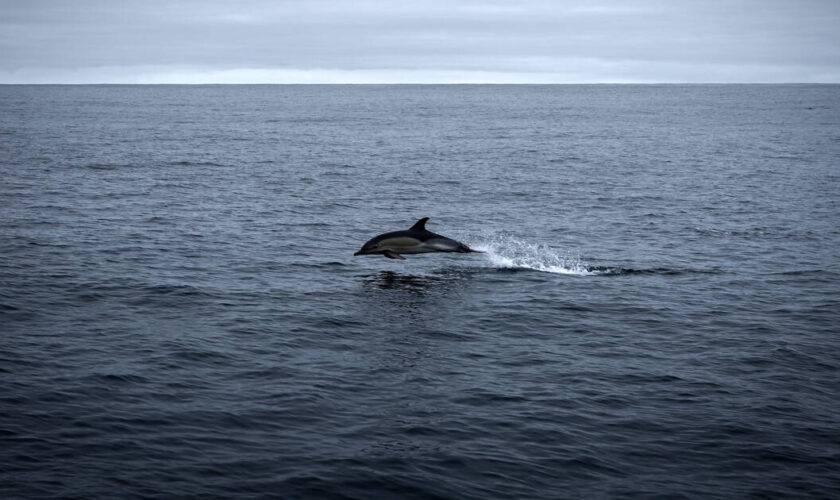 Dauphins : les captures mortelles dans le golfe de Gascogne ont baissé de 75 % lors du mois sans pêche