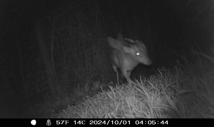 Ce zoo de Bristol demande de l’aide pour identifier une « créature ailée et cornue »