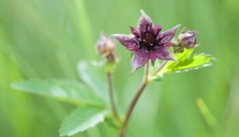 Blume des Jahres: Sumpf-Blutauge zur Blume des Jahres 2025 gewählt