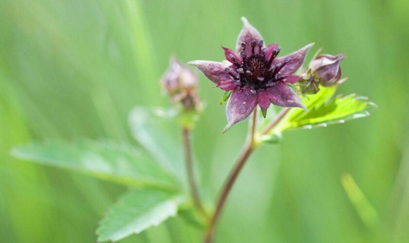 Blume des Jahres: Sumpf-Blutauge zur Blume des Jahres 2025 gewählt