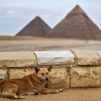 What happened to Egyptian dog that climbed to top of Giza pyramid?