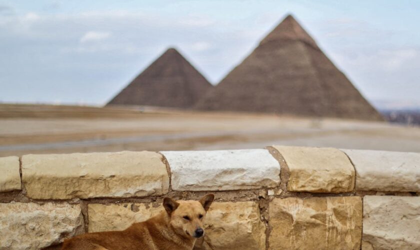 What happened to Egyptian dog that climbed to top of Giza pyramid?