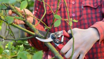 Monty Don warns gardeners they must prune this plant now - or cause serious damage for next year