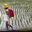 Le riz est l’“âme du Japon”, mais il est en péril