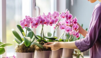 Vos orchidées peuvent vivre jusqu'à 20 ans grâce à cet ingrédient secret - il se trouve dans la cuisine