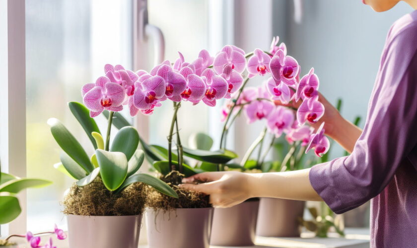 Vos orchidées peuvent vivre jusqu'à 20 ans grâce à cet ingrédient secret - il se trouve dans la cuisine