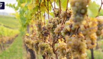 Weinbau in Deutschland: Ernte unter den Erwartungen