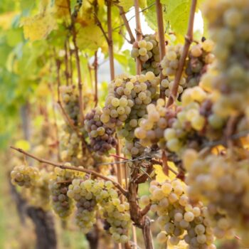 Weinbau in Deutschland: Ernte unter den Erwartungen