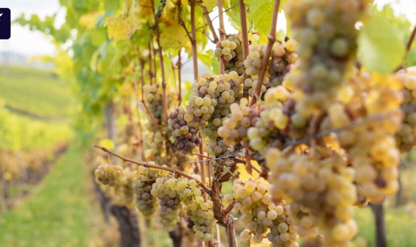 Weinbau in Deutschland: Ernte unter den Erwartungen