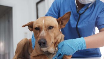 Expert warns of damage done to pets and by changing the clocks