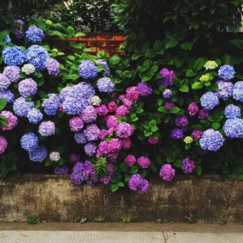 Add one natural item to your soil now and your hydrangeas will have stunning blooms next spring