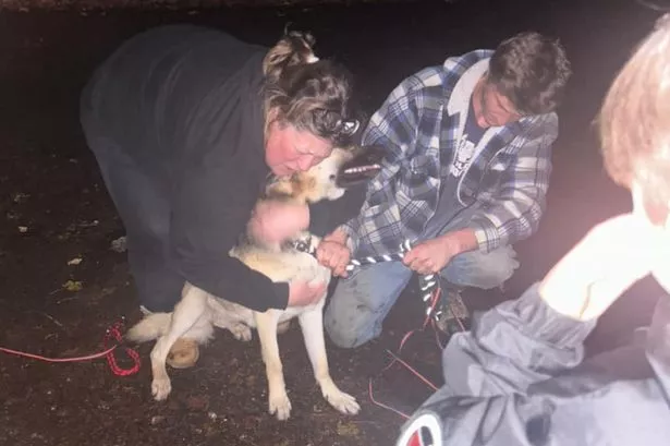 Missing dog who travelled miles across hills and rivers found after 17 days thanks to drone