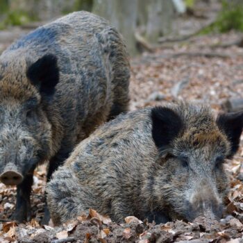 Nièvre : des dizaines de sangliers ravagent régulièrement cette commune, la mairie démunie