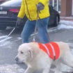 D’où vient la vidéo virale qui montre un chien protéger son maître malvoyant face à des voitures ?